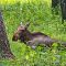 Tierfoto aus dem Wildpark Pforzheim