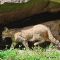 Tierfoto aus dem Wildpark Pforzheim